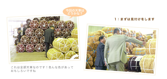 天草見付け